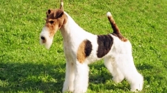 Cín foxterier (foto): přátelský pet a skutečný lovec